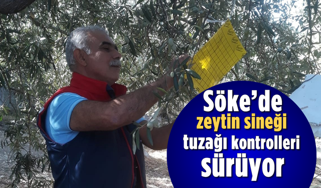 Söke'de zeytin sineği tuzağı kontrolleri sürüyor