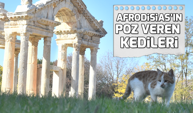 Afrodisias'ın poz veren kedileri