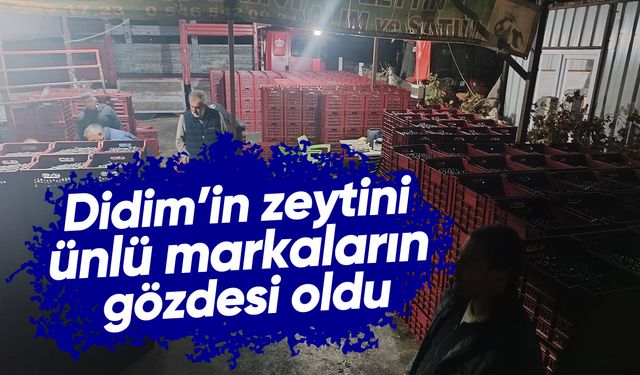 Didim'in zeytini ünlü markaların gözdesi oldu