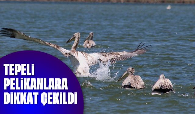 Tepeli pelikanlara dikkat çekildi