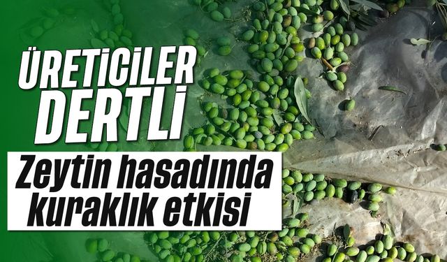 Üreticiler Dertli: Zeytin Hasadında Kuraklık Etkisi