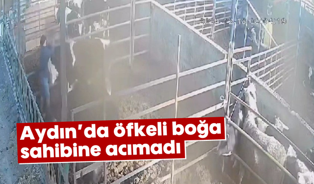 Aydın'da öfkeli boğa sahibine acımadı