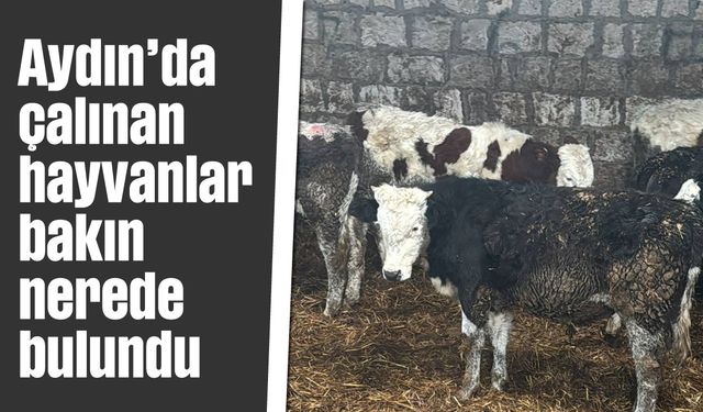 Aydın'da çalınan hayvanlar bakın nerede bulundu