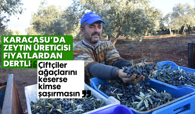 Karacasu'da zeytin üreticisi fiyatlardan dertli: "Çiftçiler ağaçlarını keserse kimse şaşırmasın"