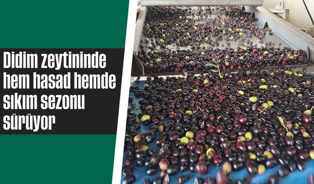 Didim zeytininde hem hasat hem de sıkım sezonu sürüyor