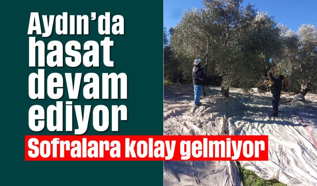 Aydın'da hasat devam ediyor; Sofralara kolay gelmiyor