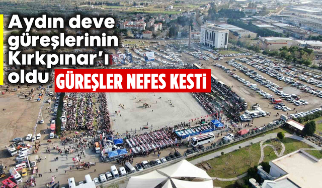 Aydın deve güreşlerinin Kırkpınar'ı oldu: Güreşler nefes kesti