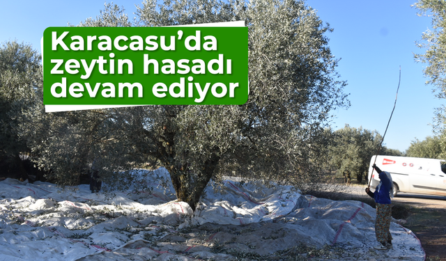 Karacasu'da zeytin hasadı devam ediyor