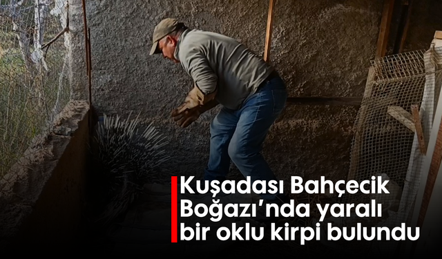 Kuşadası Bahçecik Boğazı'nda yaralı bir oklu kirpi bulundu