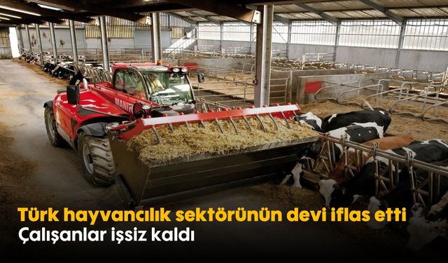 Türk hayvancılık sektörünün devi iflas etti: Çalışanlar işsiz kaldı