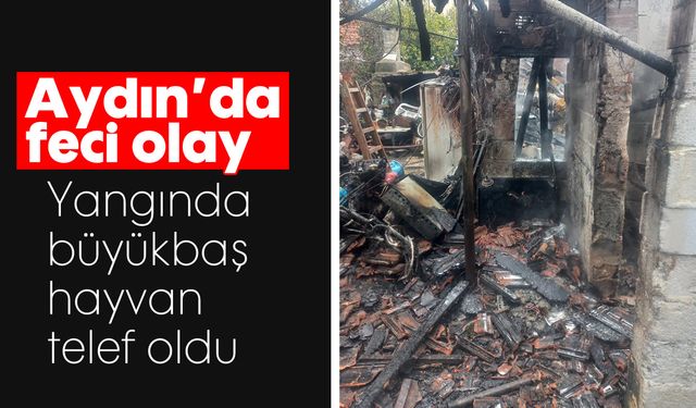 Aydın'da feci olay: Yangında, büyükbaş hayvan telef oldu