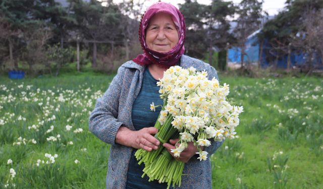 Doğayı Nergis kokusu sardı