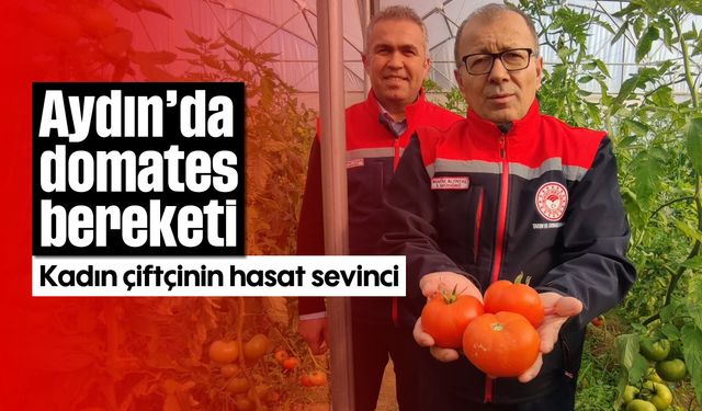 Aydın’da domates bereketi: Kadın çiftçinin hasat sevinci