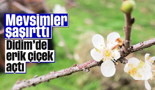 Mevsimler şaşırttı; Didim'de erik çiçek açtı