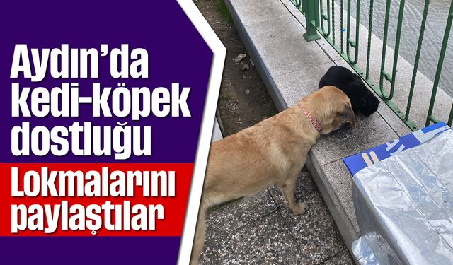 Aydın'da kedi-köpek dostluğu; Lokmalarını paylaştılar