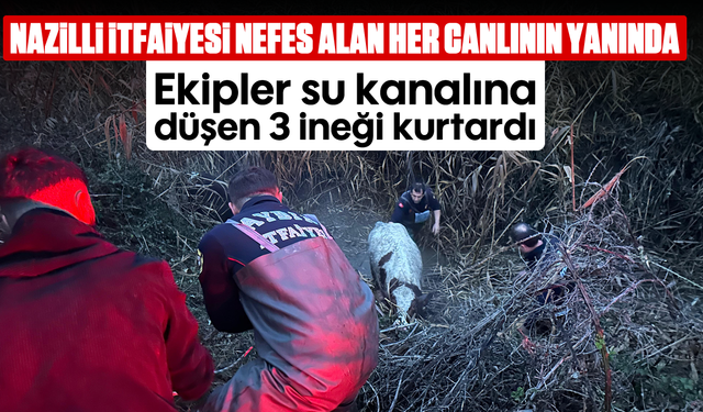 Nazilli İtfaiyesi nefes alan her canlının yanında: Ekipler su kanalına düşen 3 ineği kurtardı