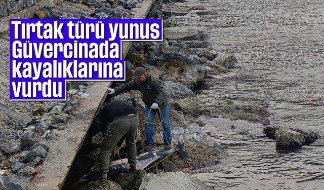 Tırtak türü yunus Güvercinada kayalıklarına vurdu