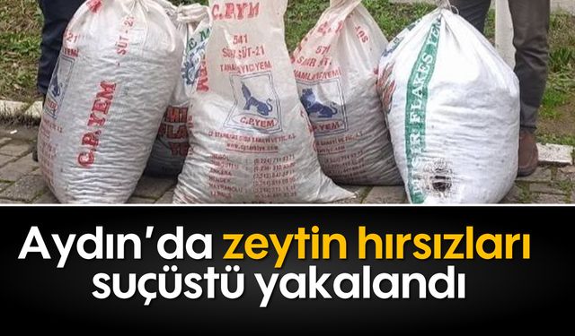 Aydın’da zeytin hırsızları suçüstü yakalandı