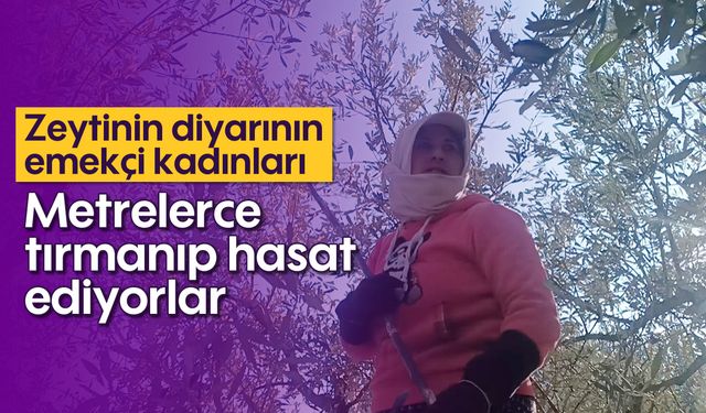 Zeytinin diyarının emekçi kadınları: Metrelerce tırmanıp hasat ediyorlar