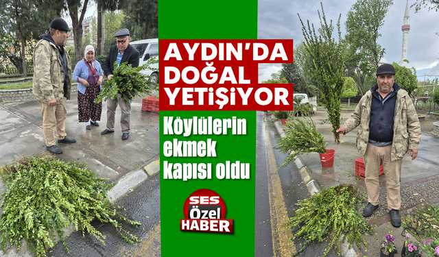 Aydın’da doğal yetişiyor: Köylülerin ekmek kapısı oldu