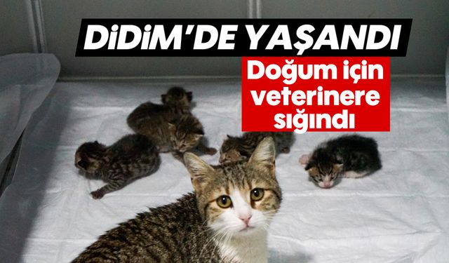 Didim'de yaşandı: Doğum için veterinere sığındı