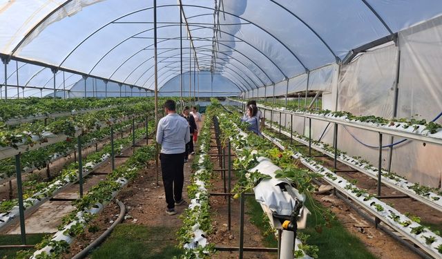 Didimliler çileğin dünyasını yerinde görüyor