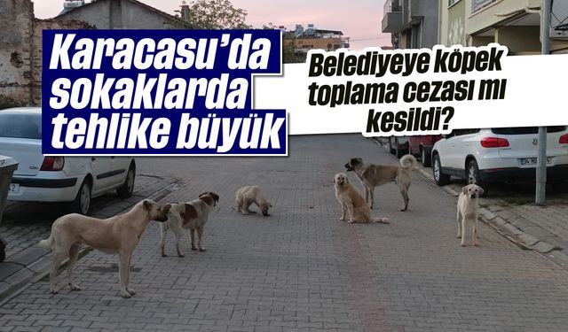 Karacasu'da sokaklarda tehlike büyük
