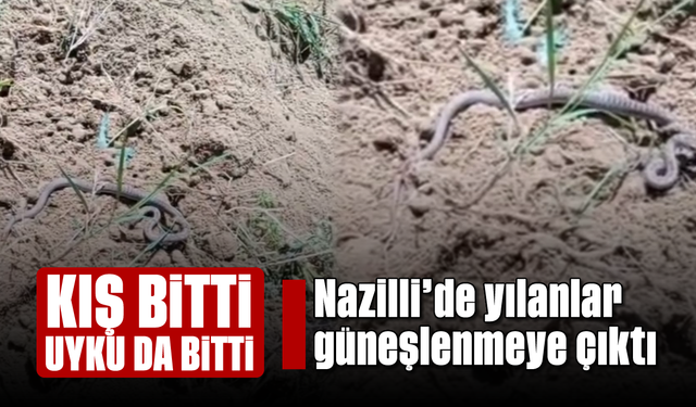 Kış bitti uyku da bitti: Nazilli’de yılanlar güneşlenmeye çıktı