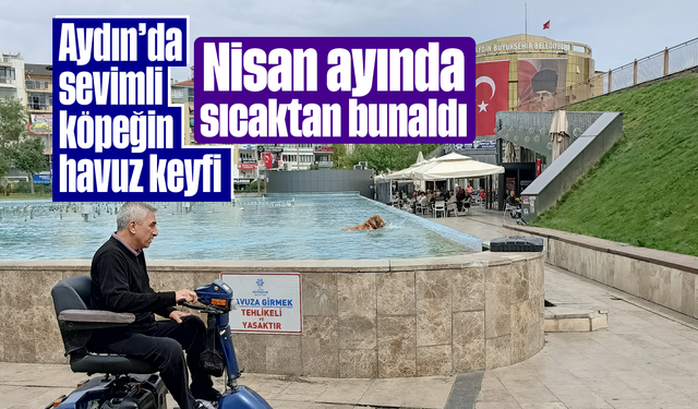 Aydın’da sevimli köpeğin havuz keyfi, Nisan ayında sıcaktan bunaldı