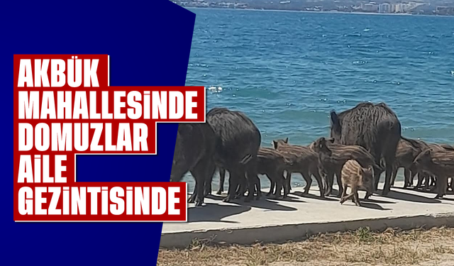 Akbük mahallesinde domuzlar aile gezintisinde