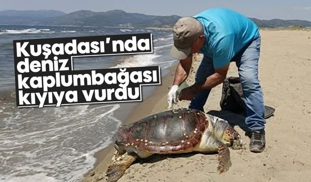 Kuşadası’nda deniz kaplumbağası kıyıya vurdu