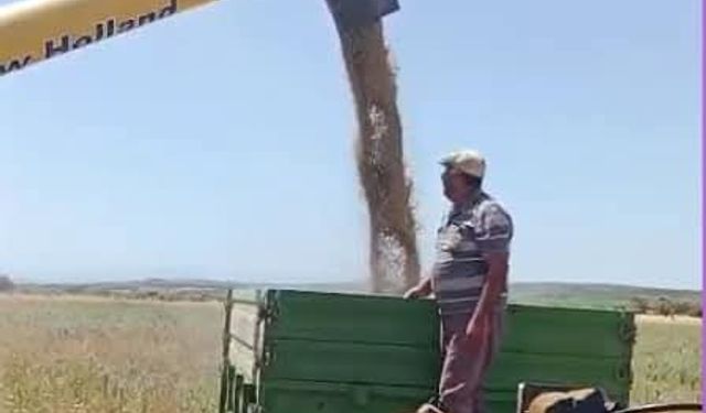 Didim'de Hububat hasadı başladı