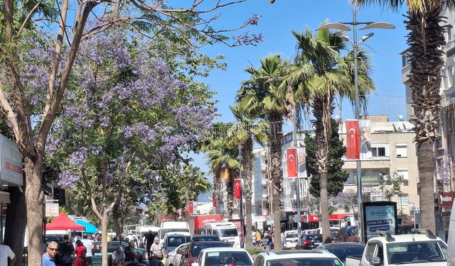 Didim'de jakarandalar çiçek açtı