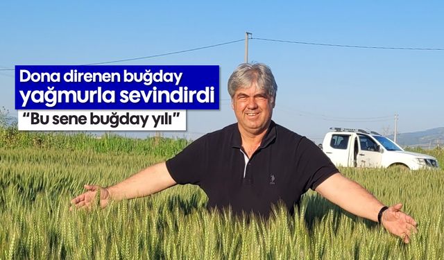 Dona direnen buğday, yağmurla sevindirdi