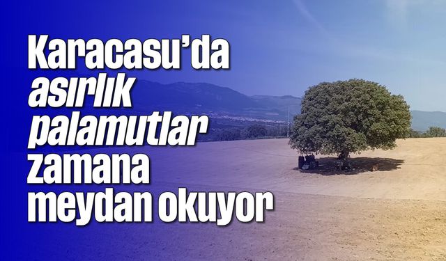 Karacasu'da asırlık palamutlar zamana meydan okuyor