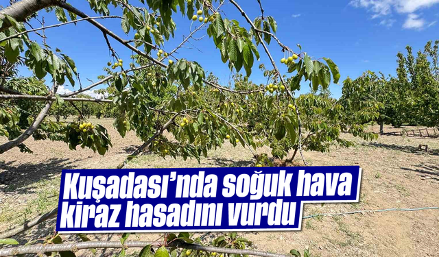 Kuşadası'nda soğuk hava kiraz hasadını vurdu