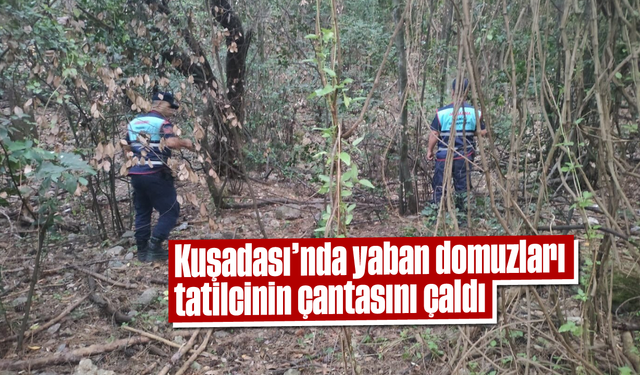 Kuşadası'nda yaban domuzları, tatilcinin çantasını çaldı