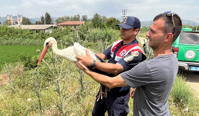 Nazilli’de yaralı leylek tedavi edilip doğaya salındı