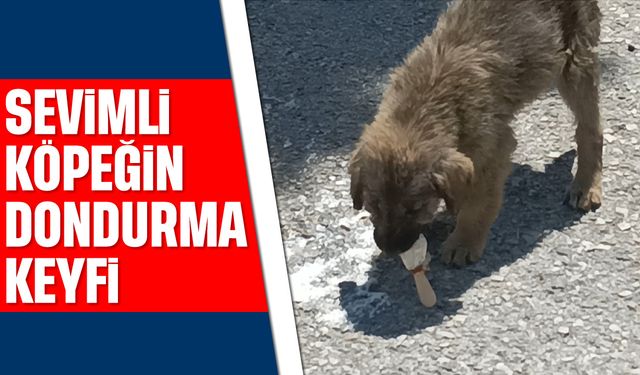 Sevimli köpeğin dondurma keyfi