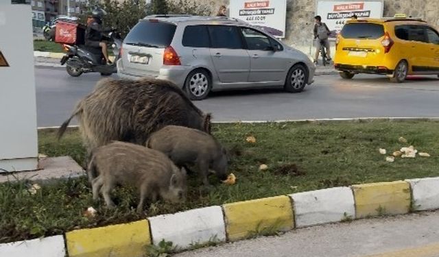 Yaban domuzu besleyen 3 kişiye para cezası