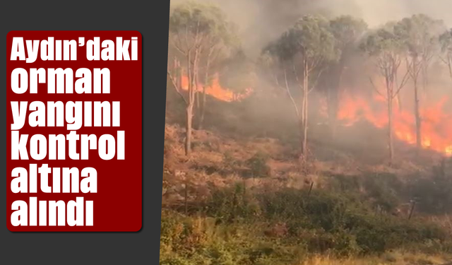Aydın'daki orman yangını kontrol altına alındı