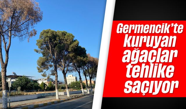 Germencik'te kuruyan ağaçlar tehlike saçıyor