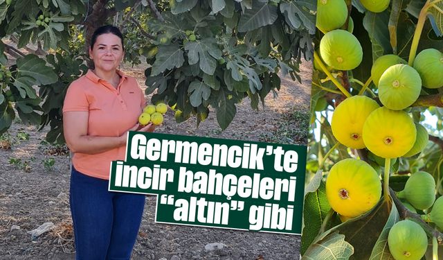 Germencik'te incir bahçeleri “altın” gibi