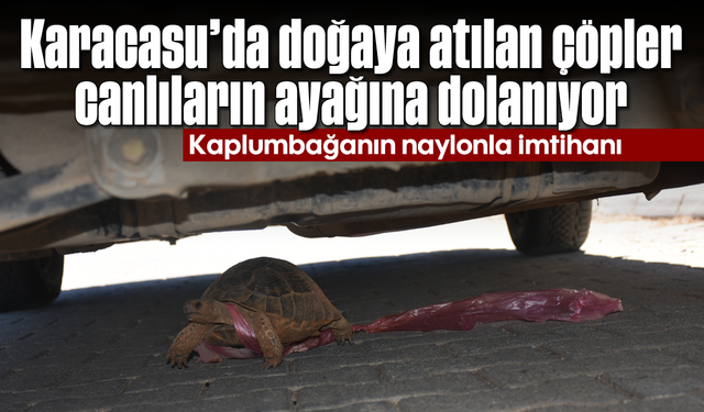 Karacasu'da doğaya atılan çöpler, canlıların ayağına dolanıyor: Kaplumbağanın naylonla imtihanı