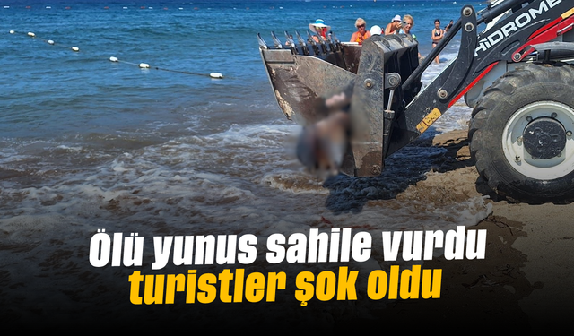 Ölü yunus sahile vurdu turistler şok oldu