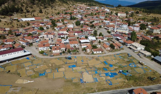 Demirci'nin yaylalarında yetişen kuru fasulyede hasat başladı