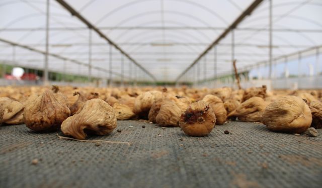 İncirde 20 yılın en kötü sezonu: “Alan da, satan da yok”