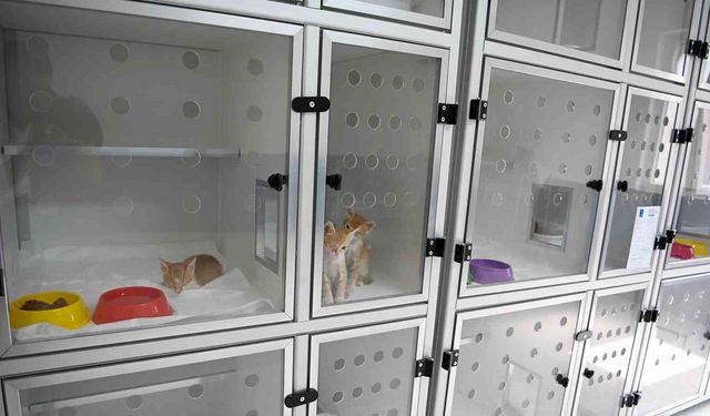 Davutlar Mahallesi’ne Kedi Kısırlaştırma Merkezi açıldı