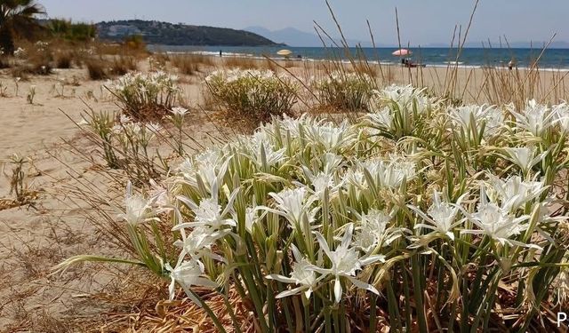 Yıllar sonra Kuşadası'nda açtı
