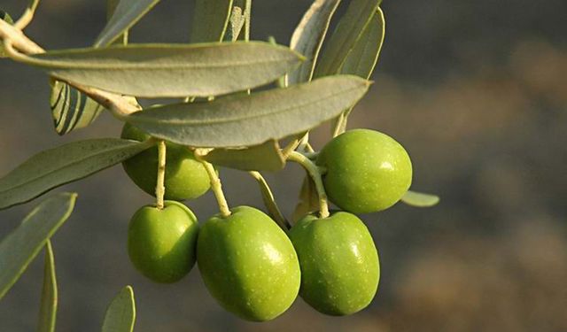 Aydın'da İncir ve Zeytin Hasat Festivali başlıyor